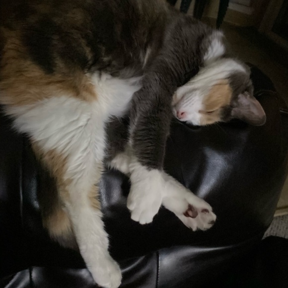 zqcats14
